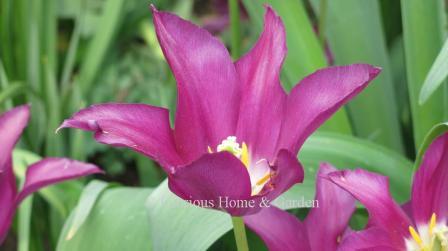 Tulipa 'Purple Dream' is an example of the Division 6 Lily-Flowered class in purple.