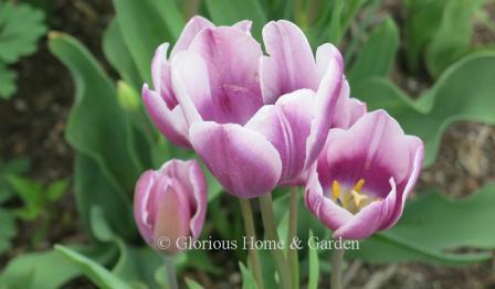 Tulipa 'Purple Elegance' is a multi-flowering or bouquet tulip in purple with white edgtes.