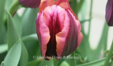 Tulipa 'Slawa' is a dramatic tulip in burgundy with apricot edges that mature to pink.  A favorite of flower arrangers.
Division 3 Triumph class.