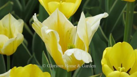 Tulipa 'Sweetheart' is in the Division 13 Fosteriana or Emperor class.  it is white with bright yellow flames.