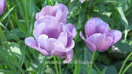 Tulipa 'Violet Beauty' is a different color for tulips--violet-purple with a bluish cast.  Truly a beauty!
Division 5 Single Late class.