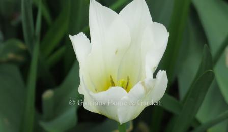 Tulipa 'White Emperor' is in the Division 13 Fosteriana or Emperor class.  It is pure white.