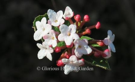 Viburnum carlesii, Koreanspice viburnum.  Clusters of pinkish-red buds open to small white flowers in early to mid April.  One of the most deliciously fragrant shrubs you can grow.