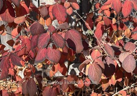 Viburnum carlesii fall color