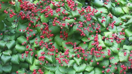 Viburnum dilatatum 'Asian Beauty'