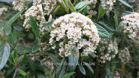 Viburnum x pragense