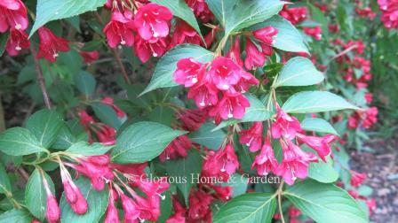 Weigela florida 'Eva Rathke' is a cultivar from 1892 with deep pink flowers.