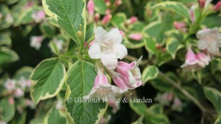 Weigela florida 'Variegata' has pink flowers with white interiors; leaves are edged in cream.