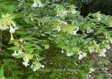Abelia x grandiflora is an evergreen to semi-evergreen shrub with slender arching branches and scented white flowers that bloom all summer into fall.