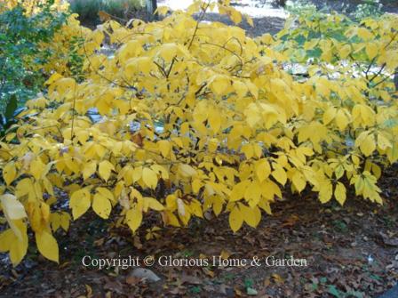 Aesculus parviflora, or bottlebrush buckeye, has white brush-like flowers in springs and the leaves turn a rich yellow in fall.