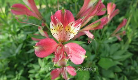 Alstroemeria 'Freedom'