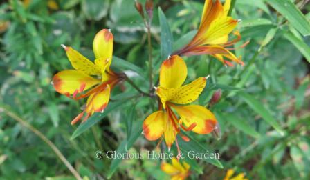 Alstroemeria 'Sweet Laura'