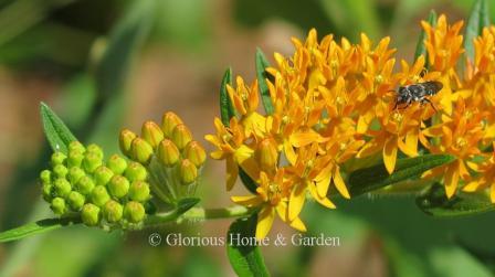 Asclepias tuberosa