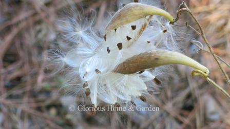 Asclepias tuberosa seedpods burst open in the fall to reveal brown seeds attached to silky white filaments.