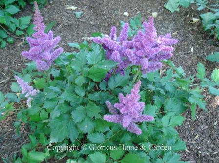 Astilbe x arendsii 'Amethyst'