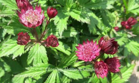 Astrantia major 'Claret'