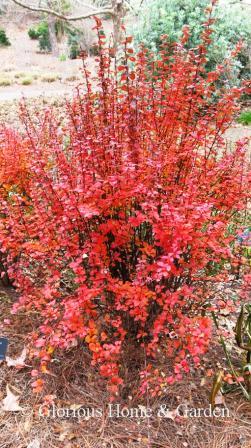 Berberis thunbergii 'Orange Rocket' Japanese barberry has bright red-orange to red fall foliage.