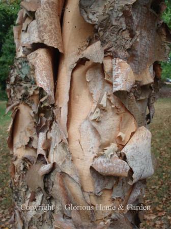 Betula nigra, river birch