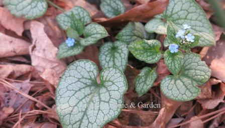 Brunnera macrophylla 'Alexanders' Great' has large silver leaves with green veins, and sky-blue flowers.