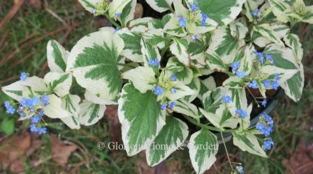 Brunnera macrophylla 'Variegata'has variegated cream and green leaves and sky blue flowers.