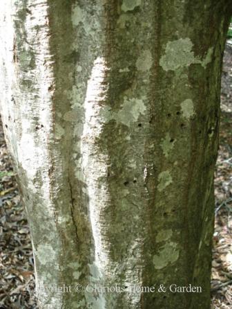 Carpinus betulus