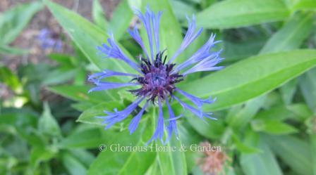 Centaurea montana has pure blue flowets.