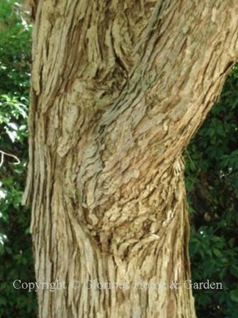 Cercidiphyllum japonicum bark