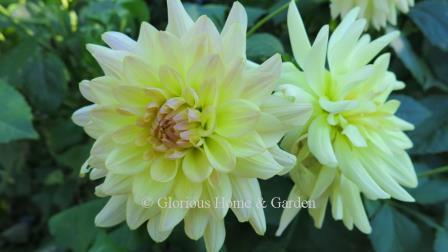 Dahlia 'Lullabye' is a lovely soft yellow dahlia of the informal decorative type.