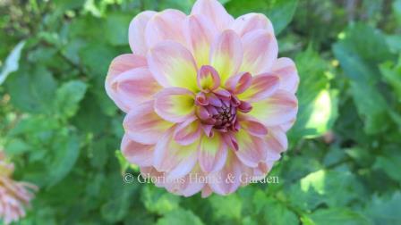 Dahlia 'Miss Molly' is a blend of pink with a yellow center in the waterlily form.