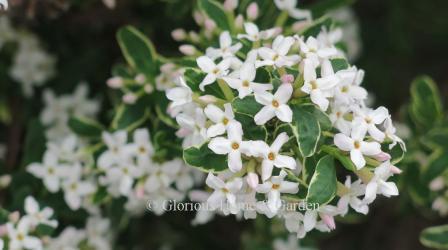 Daphne x burkwoodii 'Carol Mackie'