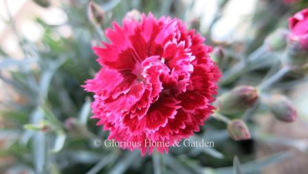 Dianthus 'Fruit Punch®  Black Cherry Frost' is a double dianthus in cherry red that shades darker towards the center.  The outer fringed petal edges are lighter which give it a frosted look.