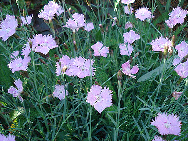 Dianthus gratianopoitanus 'Bath's Pink' has pale pink flowers and blooms prolifically.