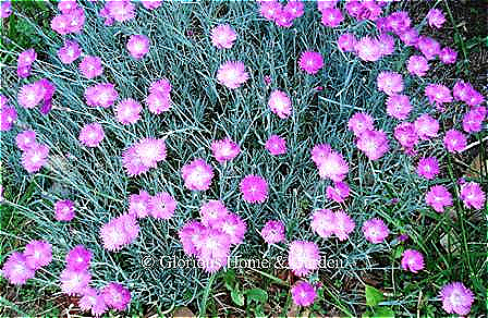 Dianthus gratianopolitanus 'Firewitch' makes a low mat of evergreen blue-green narrow leaves topped with bright pink flowers.