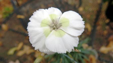 Dianthus 'American Pie® Key Lime Pie' is white with a center of key lime green.