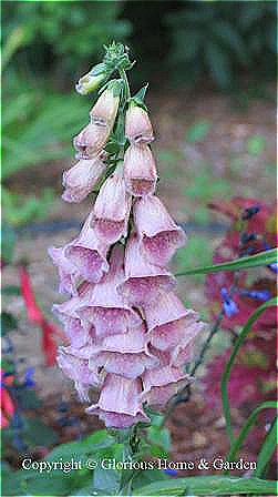 Digitalis x mertonensis