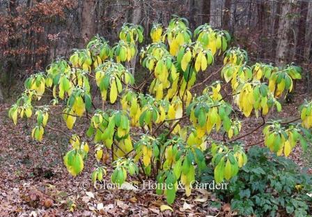 Edgeworthia chrysantha, or paperbush, has  pale yellow leaves in fall, and the white flower buds are very decorative before they open to white and yellow flowers in late winter.