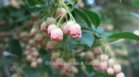 Enkianthus campanulatus