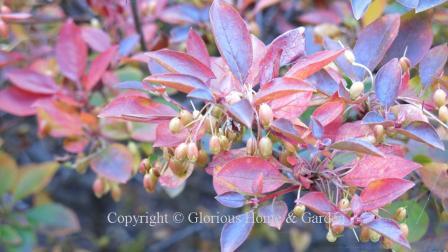 Enkianthus campanulatus displays autumn colors of orange, red and purple along with charming, dangling pink and cream fruits.