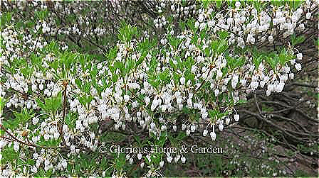 Enkianthus perulatus 'J. L. Pennock' in bloom