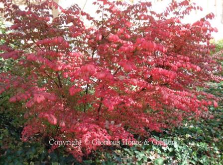 Euonymus alatus, winged euonymus, turns vivid shades of dark to cherry red in fall making it one ofthe best shrubs for fall color.