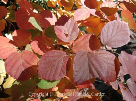 Fothergilla gardenii has colorful autumn leaves that vary from yellow to orange to red, often appearing at the same time, but not always reliably.