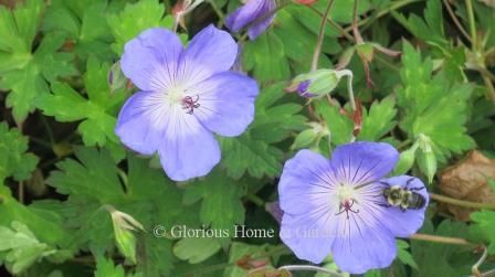 Geranium 'Rozanne' has deep periwinkle blue flowers with a white center blotch, and a long bloom period.