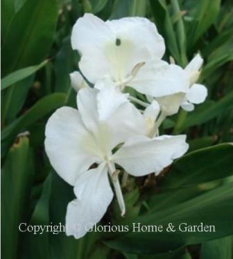 Hedychium coronarium is deliciously scented and pure white.