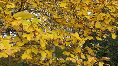 Hamamelis vernalis, vernal witchhazel. This North American native shrub has outstanding golden fall color.  Does best in full sun to part shade for best color.