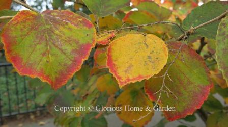 Hamamelis x intermedia 'Luna' gradually changed color from green to yellow together with red margins.