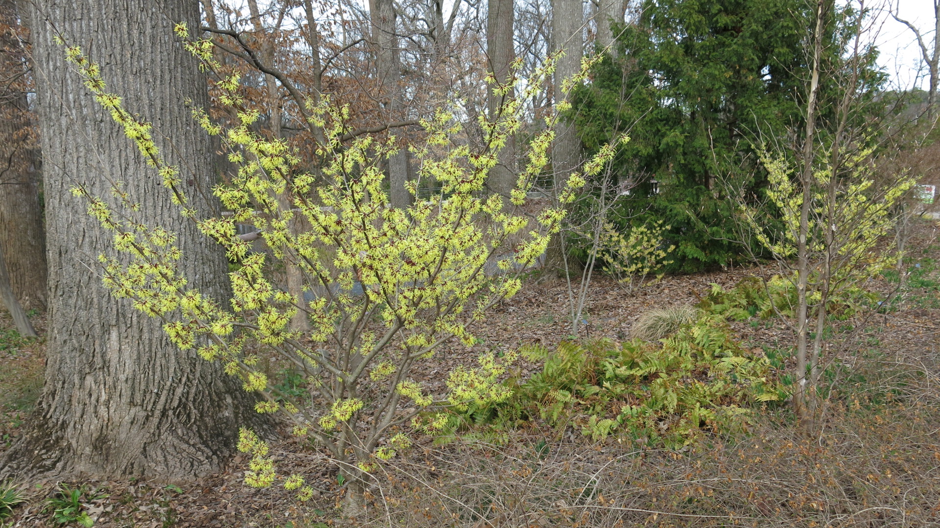 Hamamelis x intermedia 'Primavera's soft yellow flowers with purple at the base just glow the winter garden .