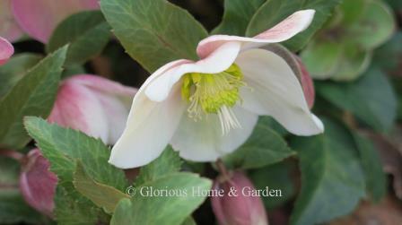 Helleborus x ballardiae 'Shooting Star'