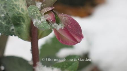 Helleborus x iburgensis 'Dorothy's Dawn' in snow