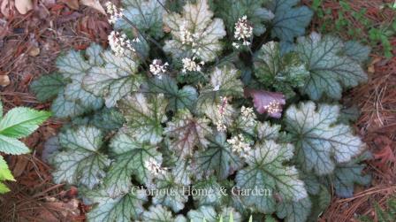 X Heucherella 'Cracked Ice' has dark veined silvery-pink leaves and white flowers.