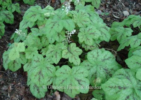 X Heucherella 'Yellowstone Falls' has wide chartreuse leaves with contrasting dark veining and white flowers.